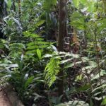 週末にちょっと自然に癒されたくなって、クアラルンプール中心部からすぐの「Taman Tugu（タマン・トゥグ）」にハイキングに行ってきました♪ 都会のすぐ近くと