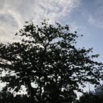 マレーシアの画像 旅行 ハイキング