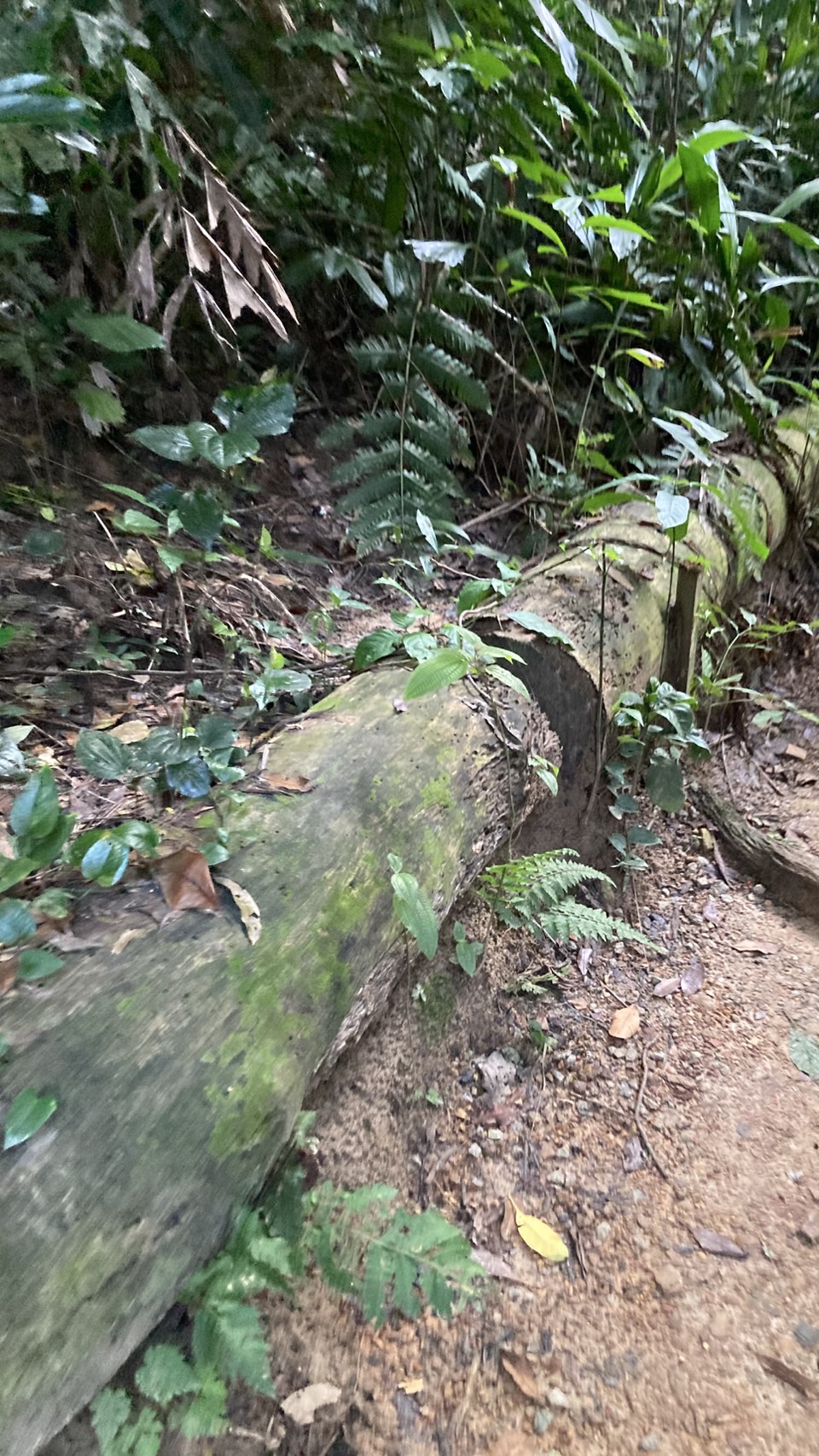 マレーシアの画像 生活 リラックス