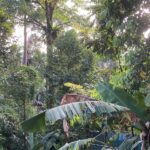 マレーシアで暮らし始めてからというもの、毎日のように出会うスコール。 最初は「突然すぎる！」とびっくりしていたけれど、今ではすっかりその“音の魅力”にハマってい