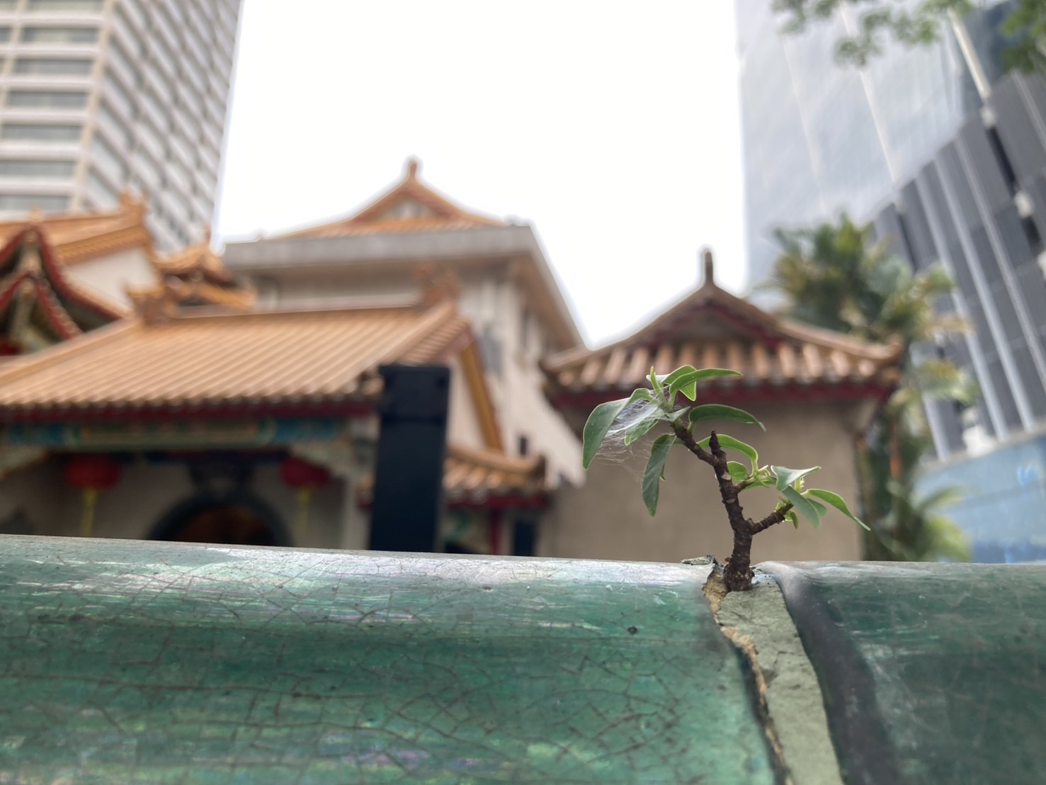 マレーシアの画像 旅行 125