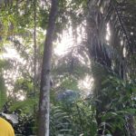 マレーシアの画像 旅行 国立公園