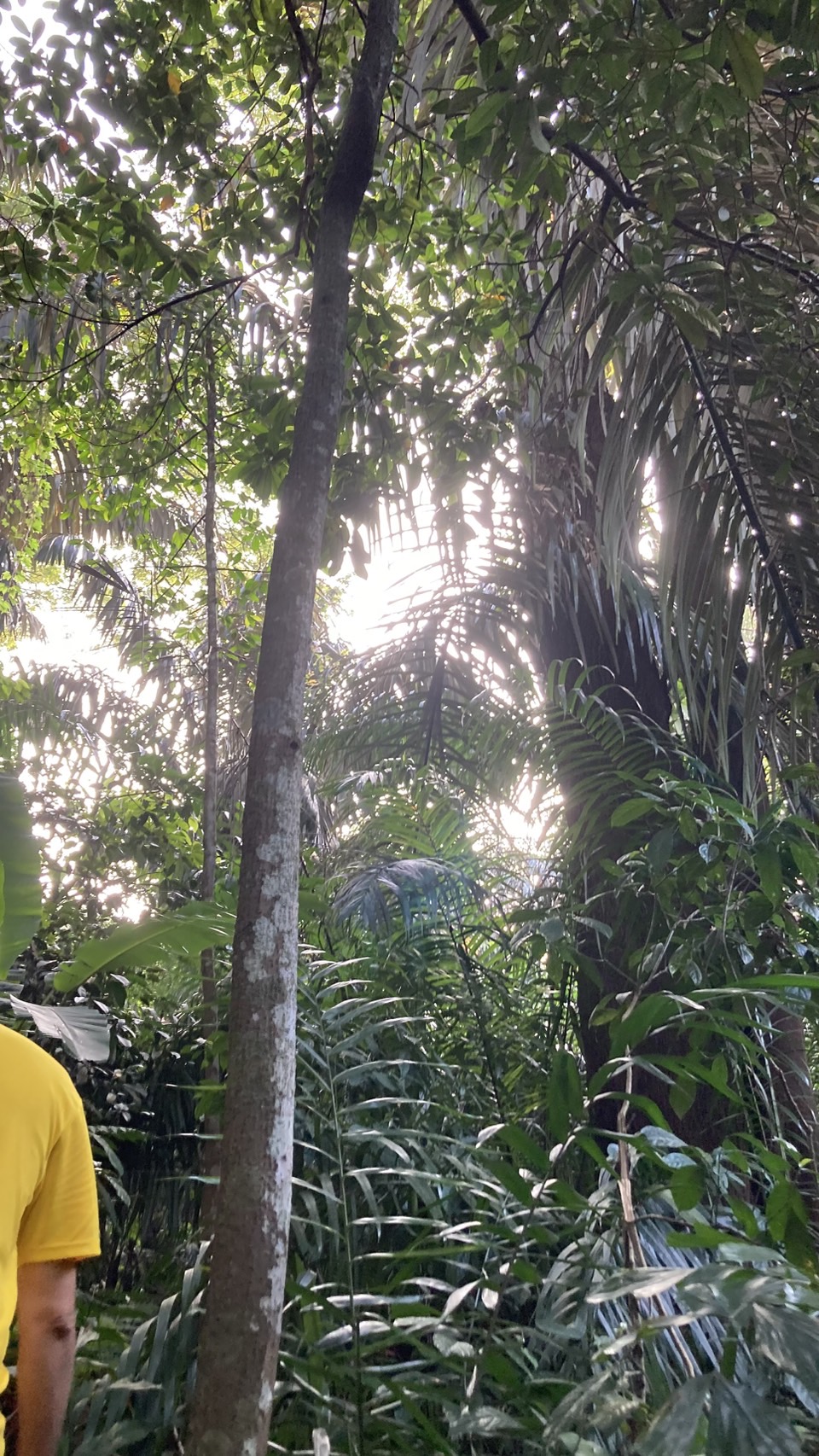 マレーシアの画像 旅行 国立公園